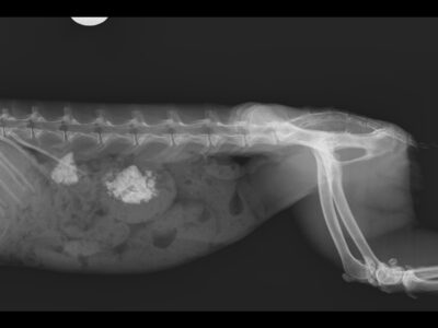 Radiografías de pequeños mamíferos exóticos