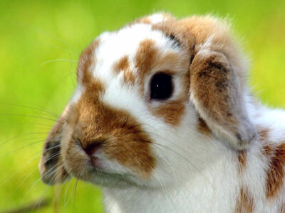 ¿Por qué vacunar a los conejos en verano?