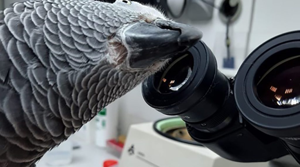 loro-mira-microsopio2 loro-mira-microsopio2